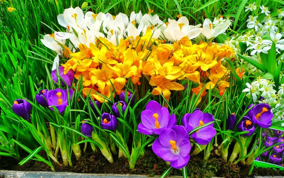 Крокусы многолетние или однолетние цветы
