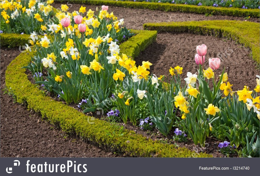 Мышиный гиацинт мускари в горшках