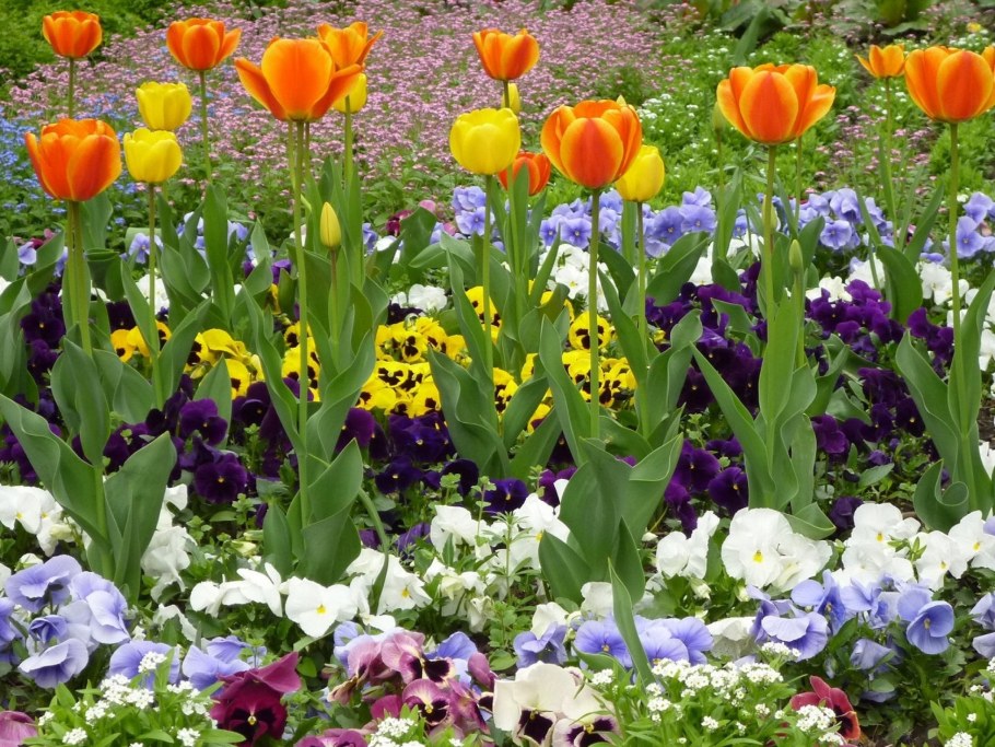 Нарциссы первоцветы луковичные