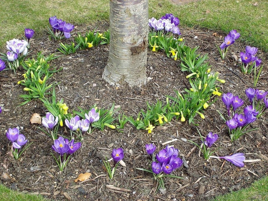 Мускари Крокус тюльпан гиацинт