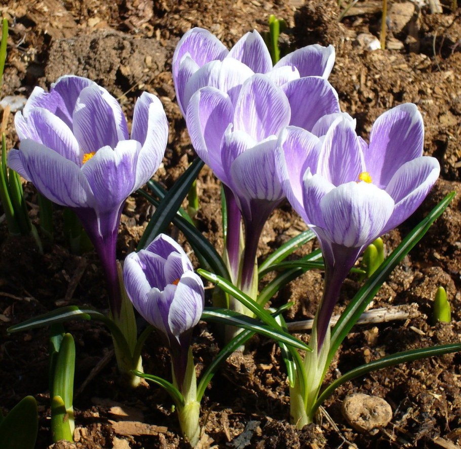 Крокус Шафран осенний