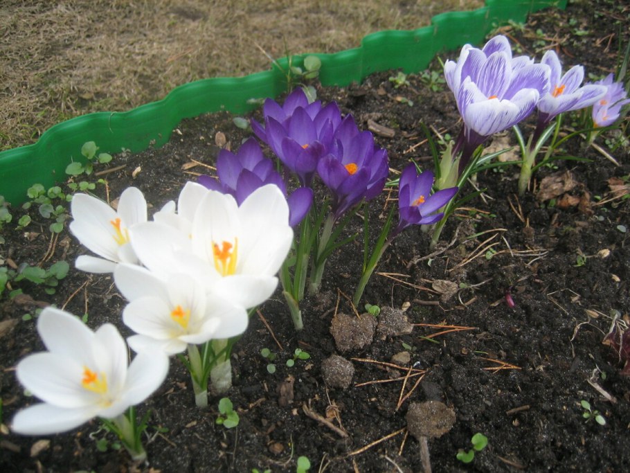 Первоцветы (подснежники, крокусы, гиацинты).