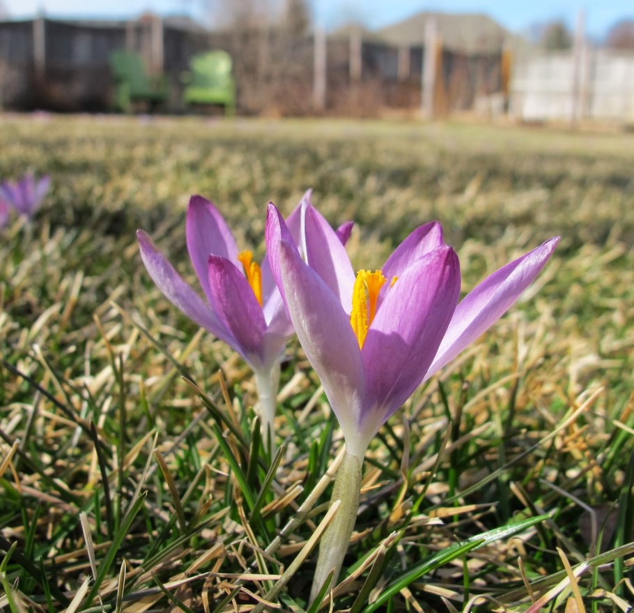 Мускари пушкиния Ливанская