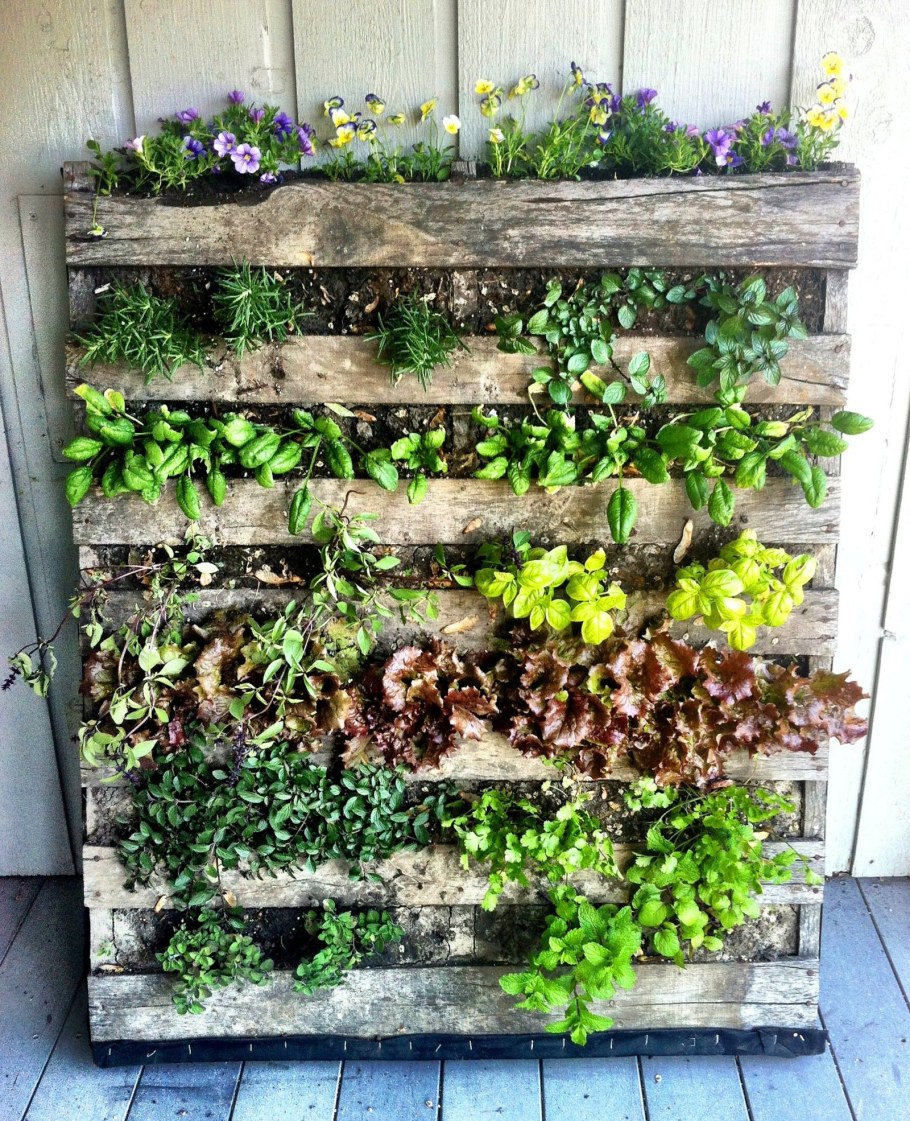 Петунья вертикальная грядка