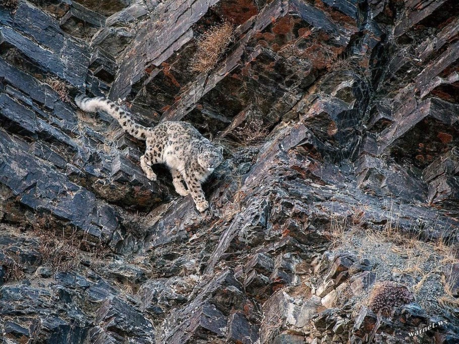 Зеркальный Барс в Северной Осетии