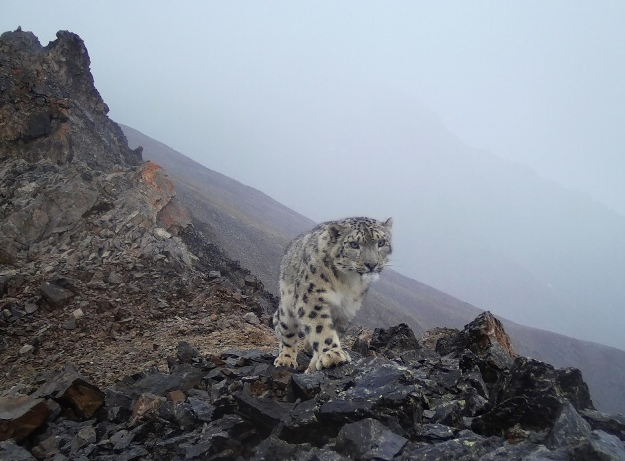 Осетия арт объект Коста