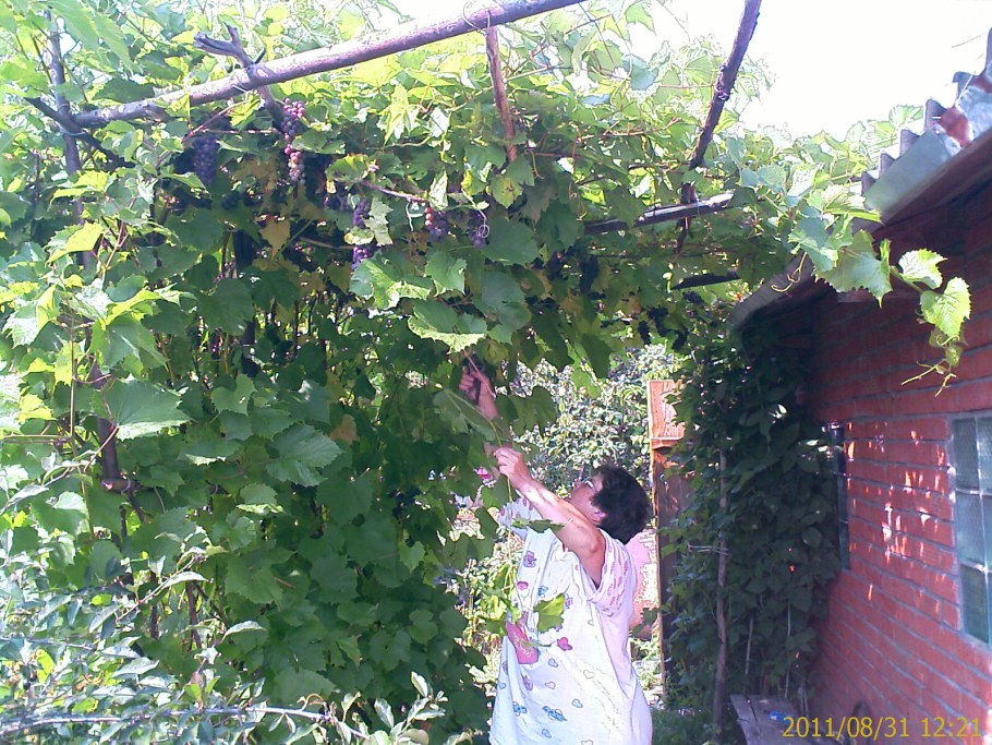 Кирягин Леонтий Иванович Виноградарь