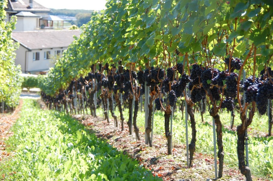 Девичий виноград на арке