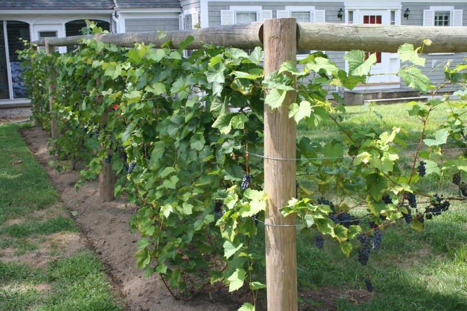 Клематис плетущийся