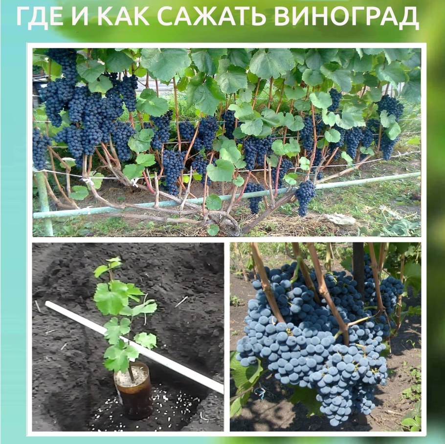 Пергола для актинидии