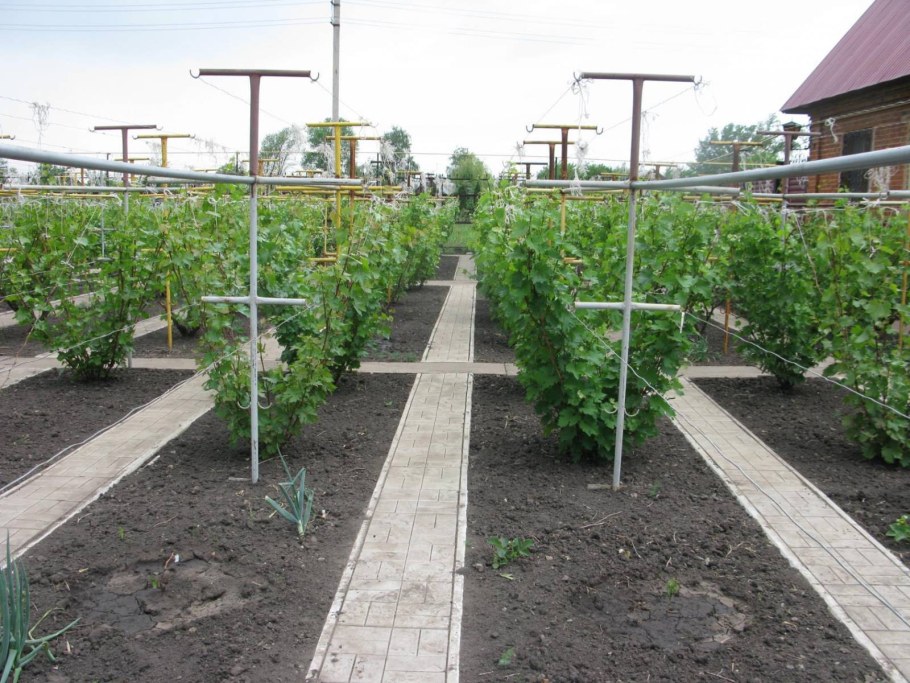 Обустройство винограда в земле на даче