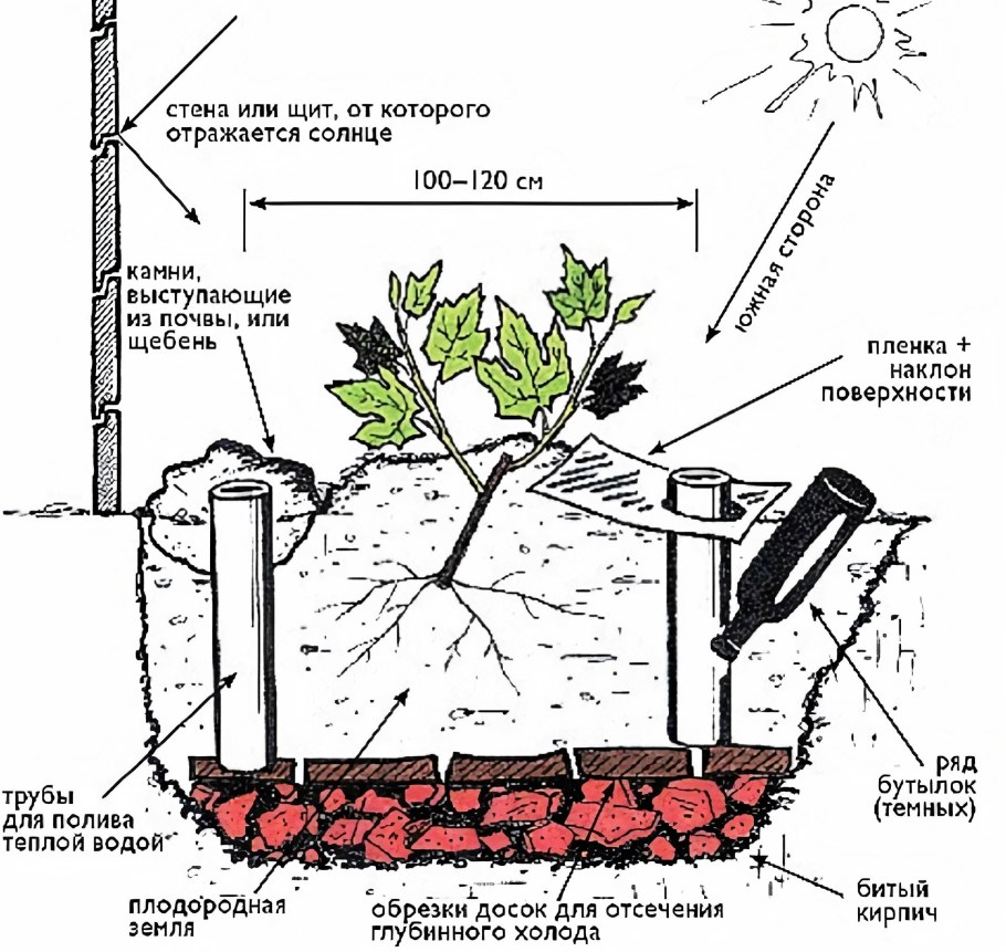 Ежевика штамбовая дерево