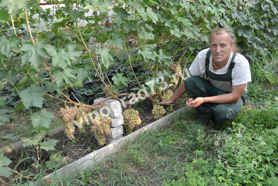 Виноград на дачном участке Подмосковье