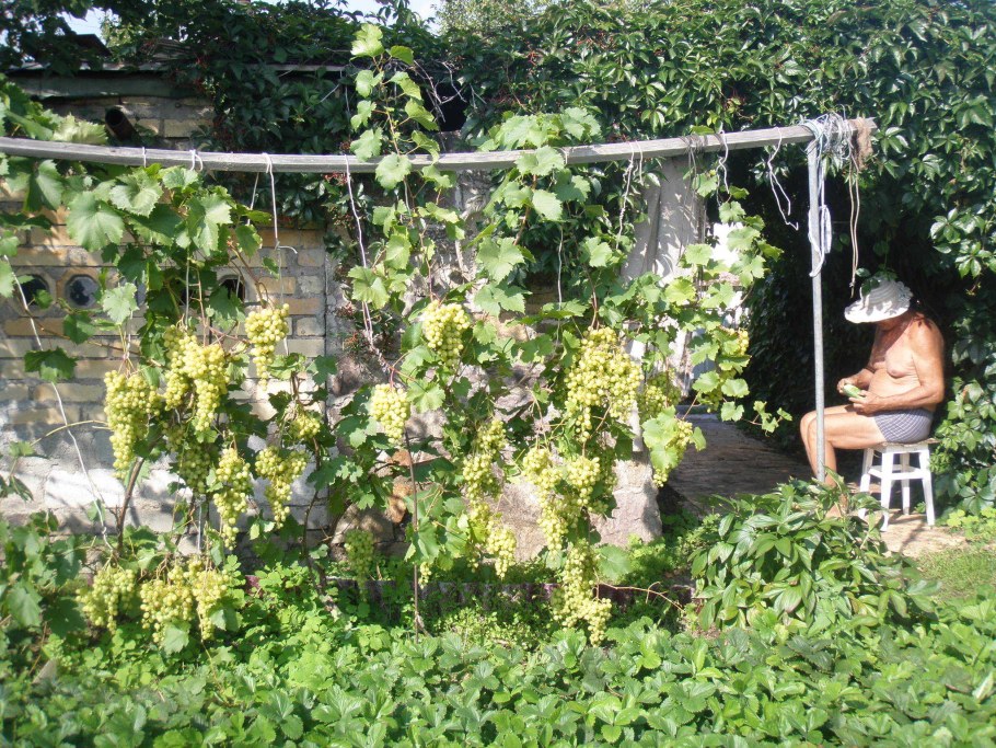 Виноград подмосковный дачный