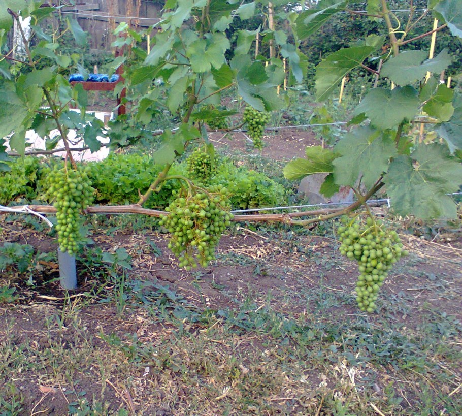 Виноград в Подмосковье 1 куст
