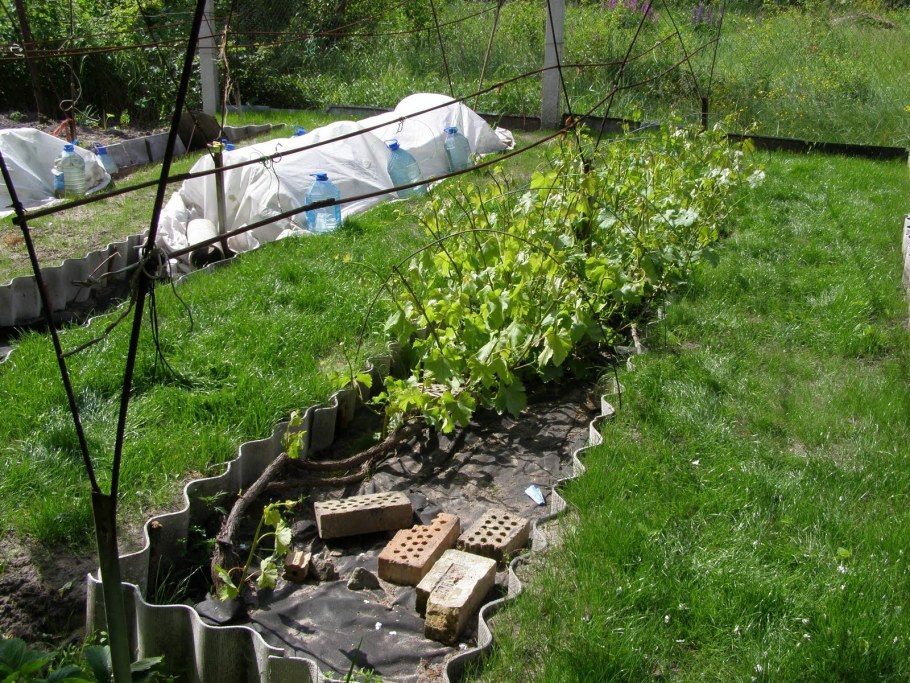 Виноградник в доль забора