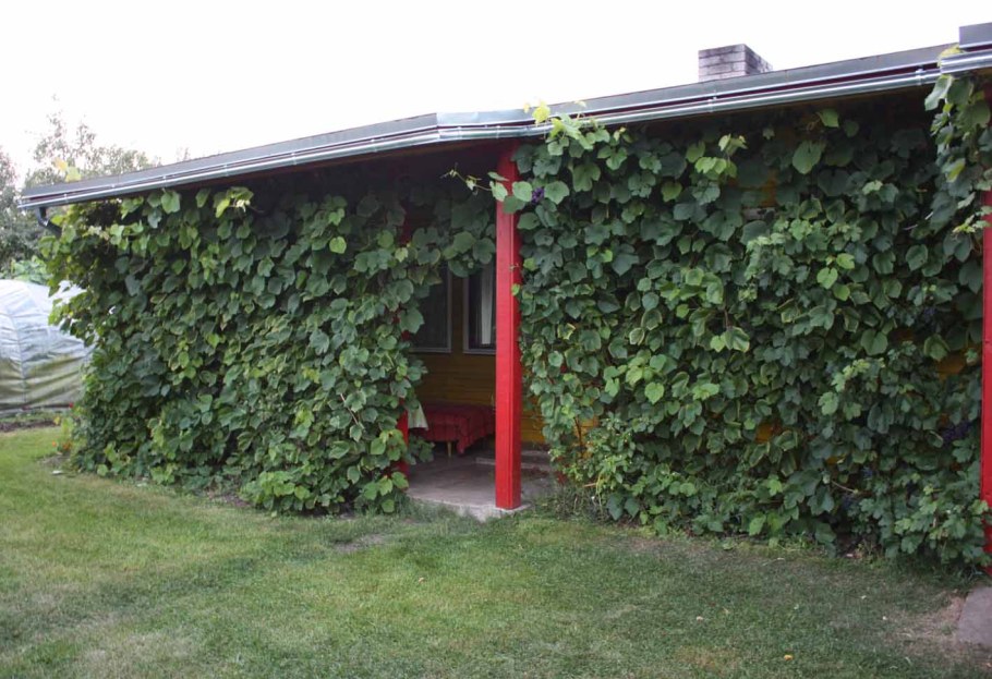 Виноград роза ранняя