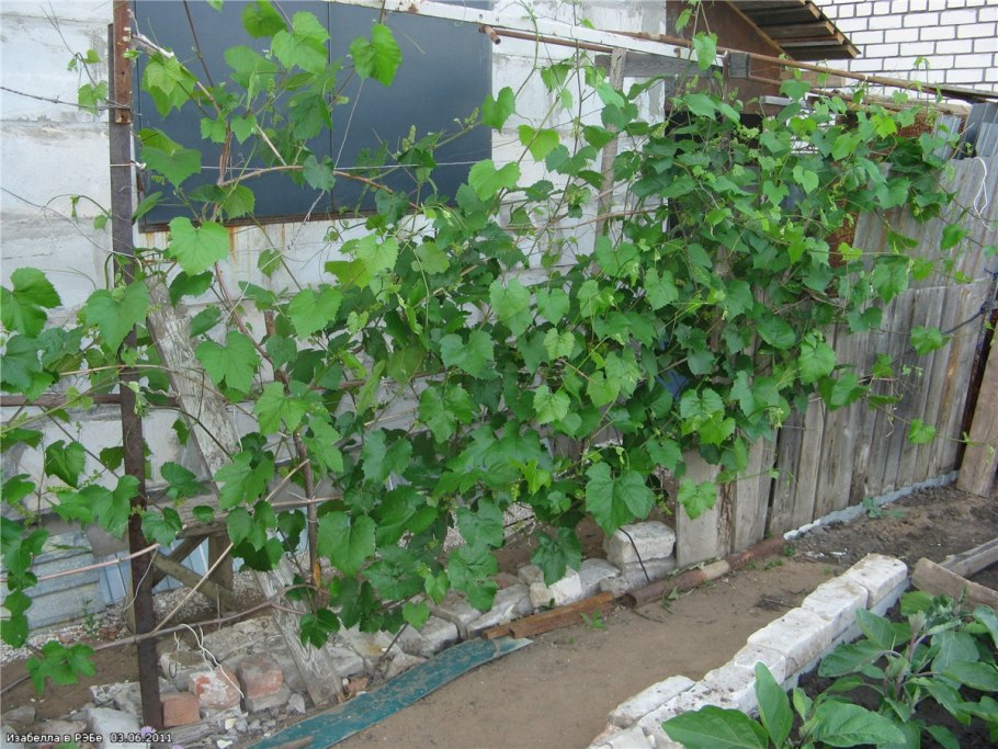 Арка увитая девичьим виноградом