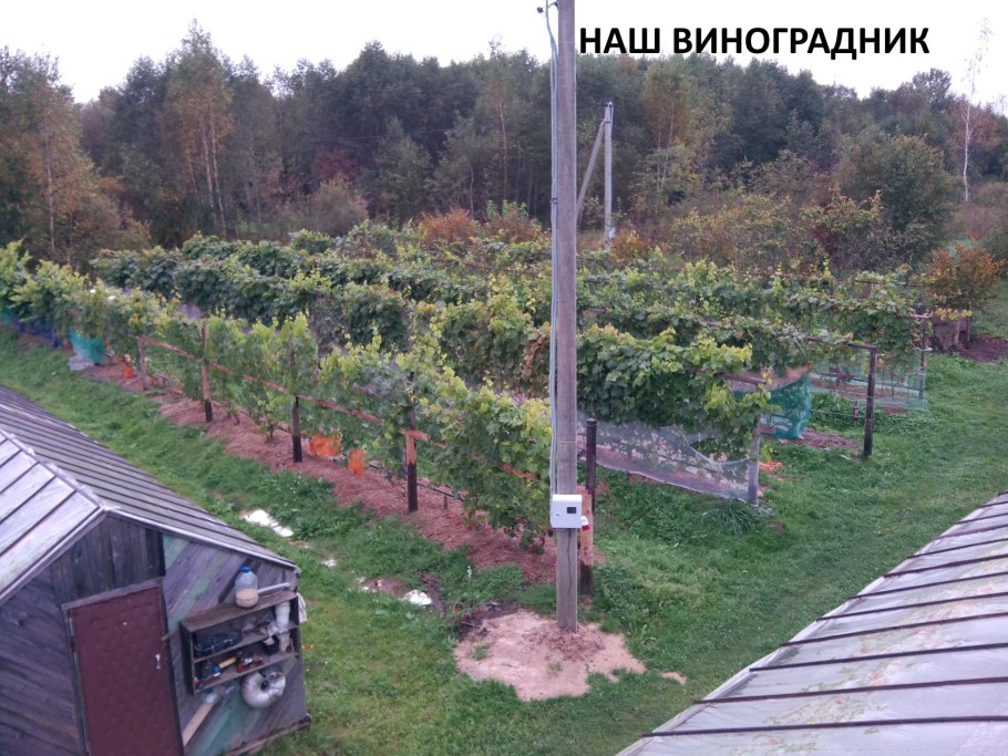 Шпалеры виноградных плантаций Анапа