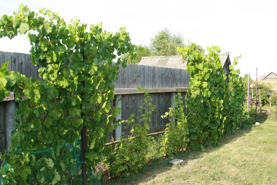 Шпалера Сидоряки Виноградная