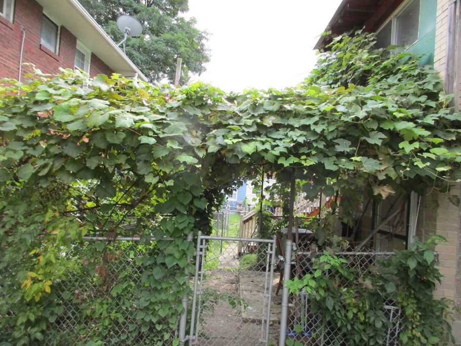 Сорт винограда гибрид Шатилова 2 -7-2