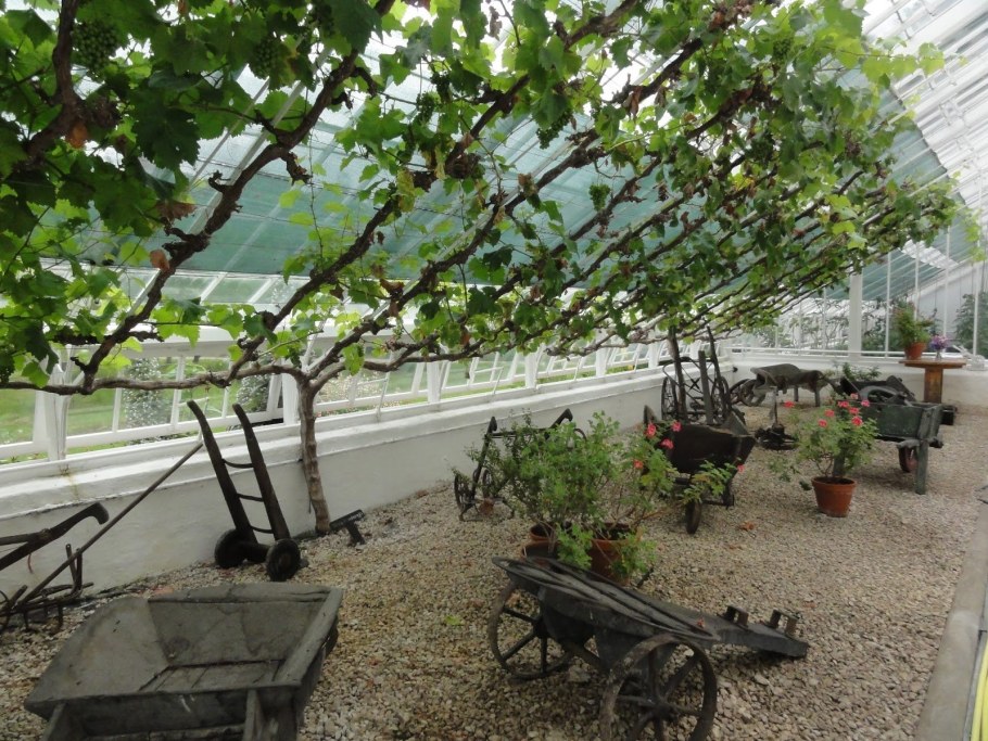 Пергола тендоне виноград