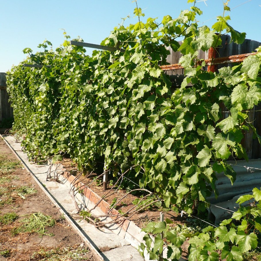Алексей Бойко посадка саженцев винограда