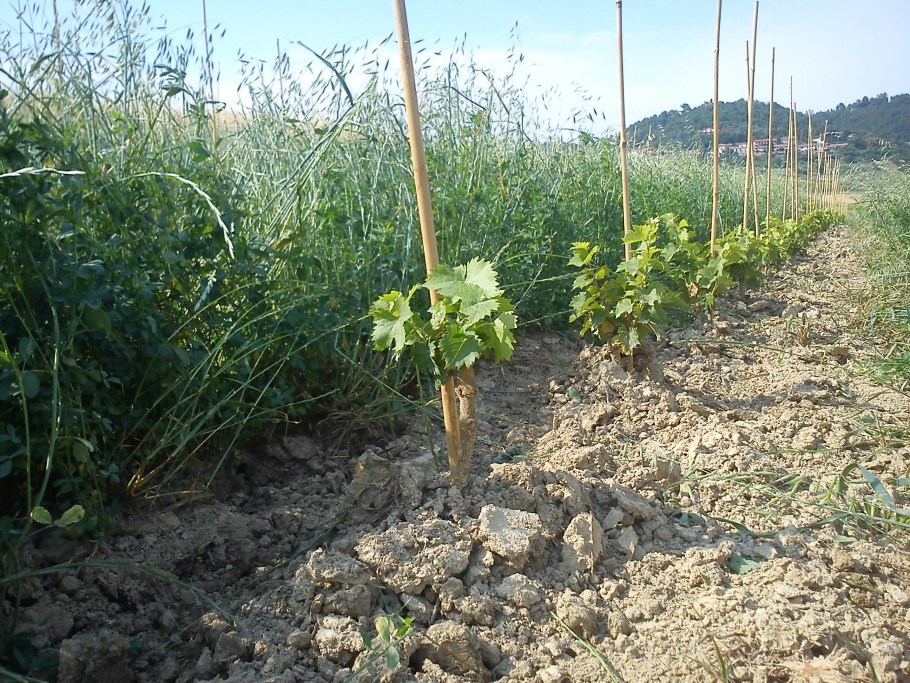 Подвязка виноградной лозы на шпалеру
