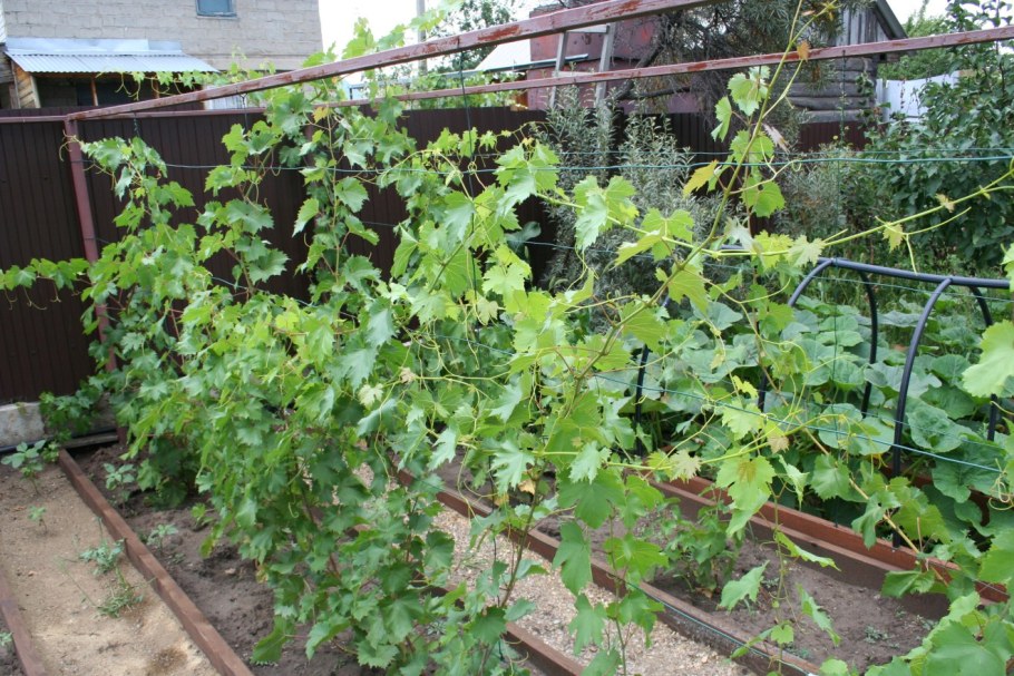 Пергола для актинидии