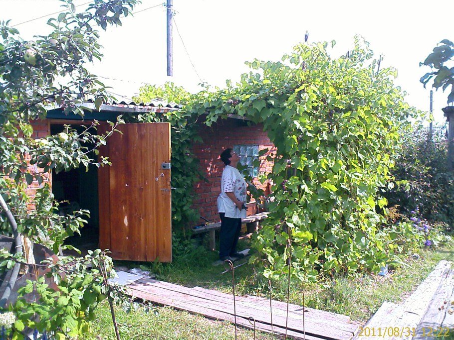 Подвязка лозы пергола