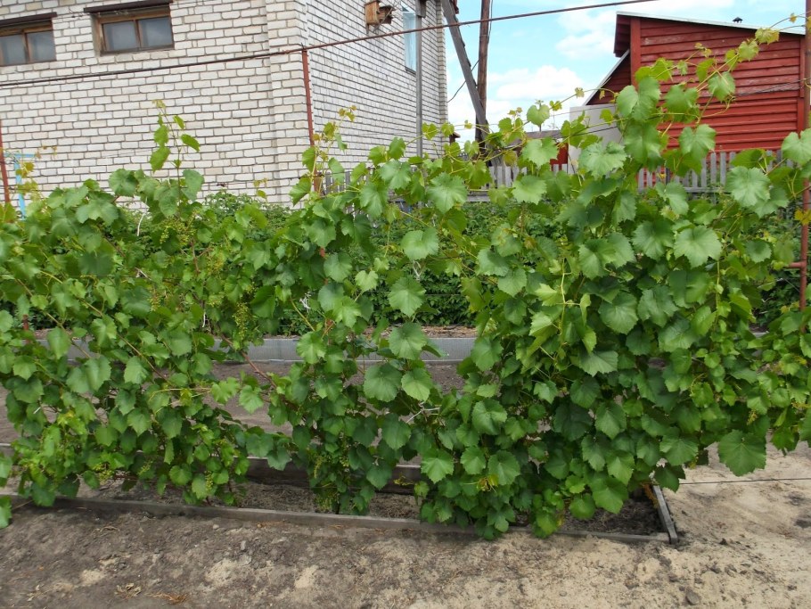 Идеи посадки винограда