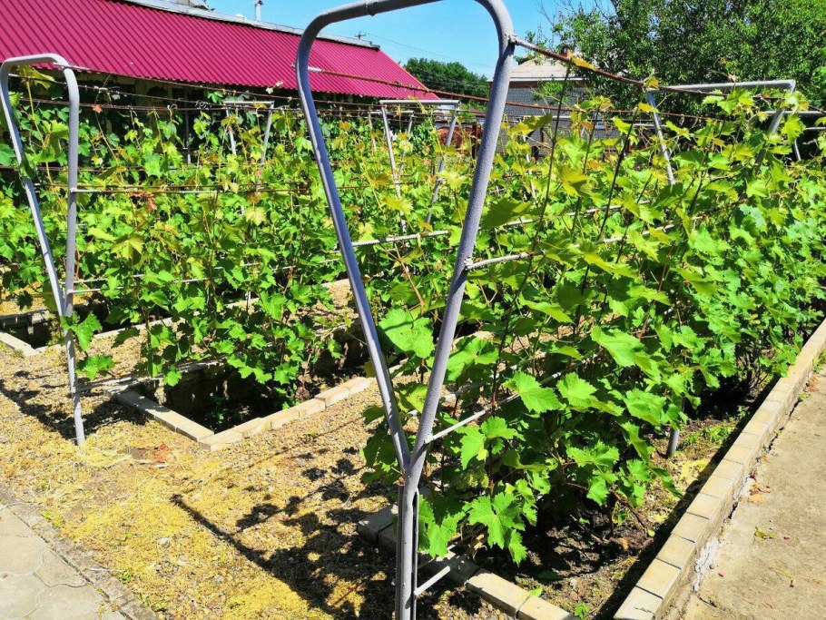 Грядка для винограда