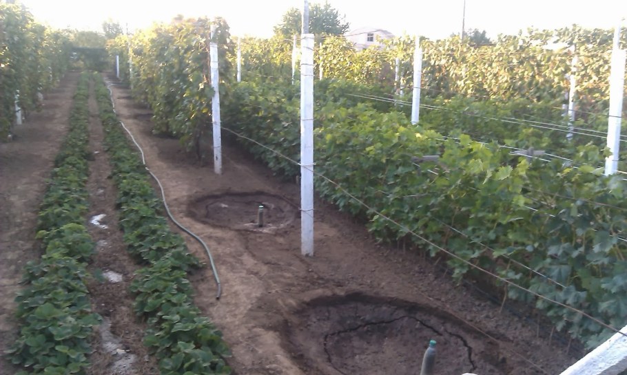 Грядка под виноград