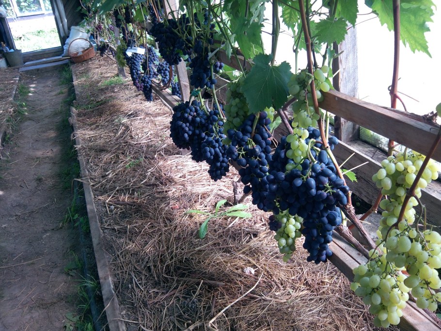 Закладка виноградника