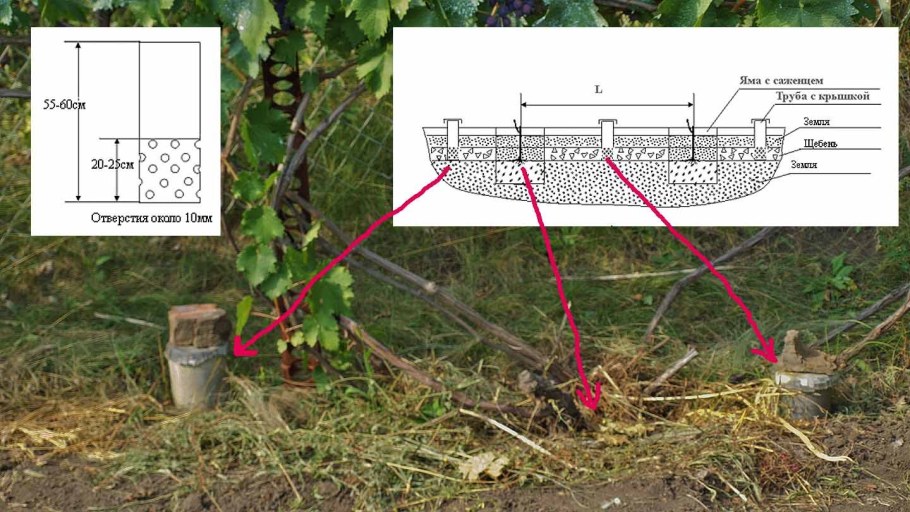 Шпалера для актинидии