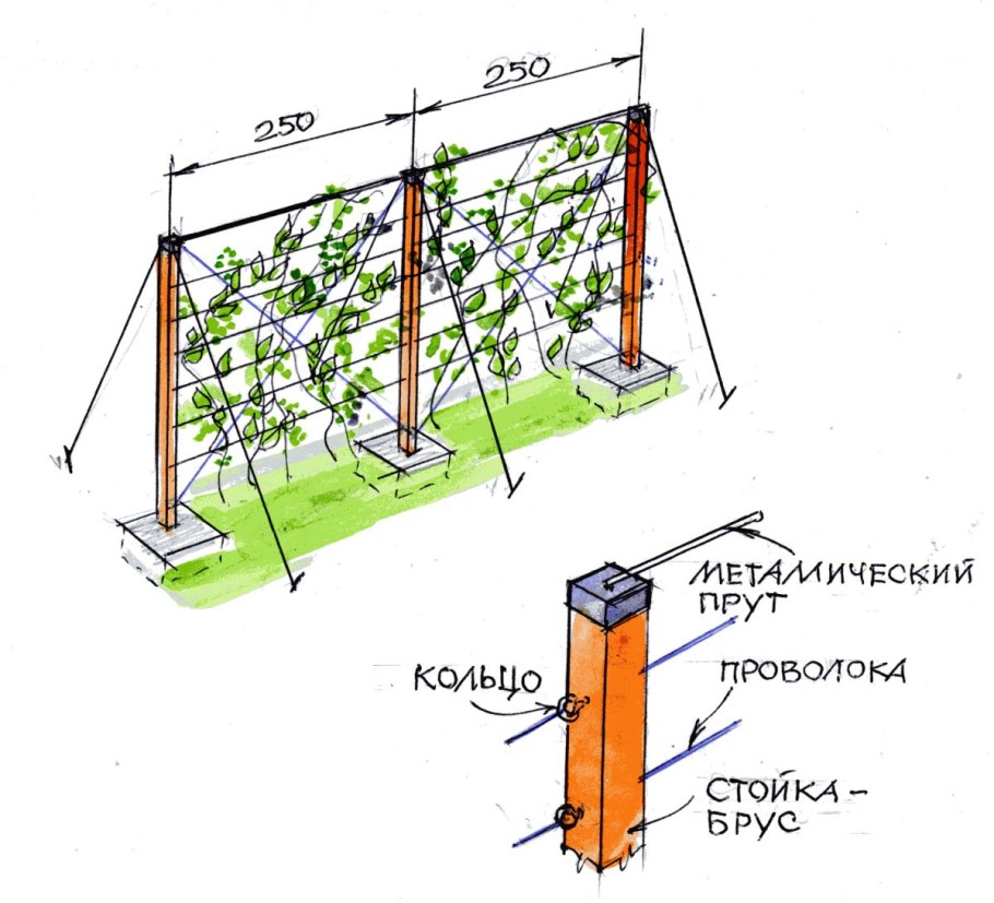 Жимолость каприфоль изгородь
