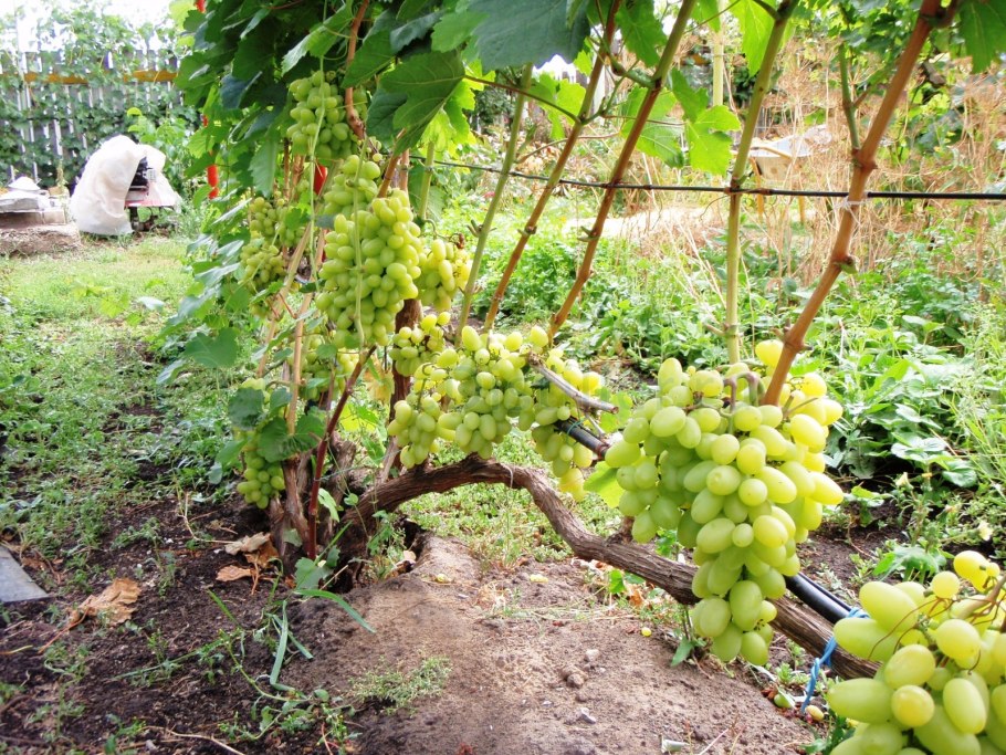 Где сажать виноград