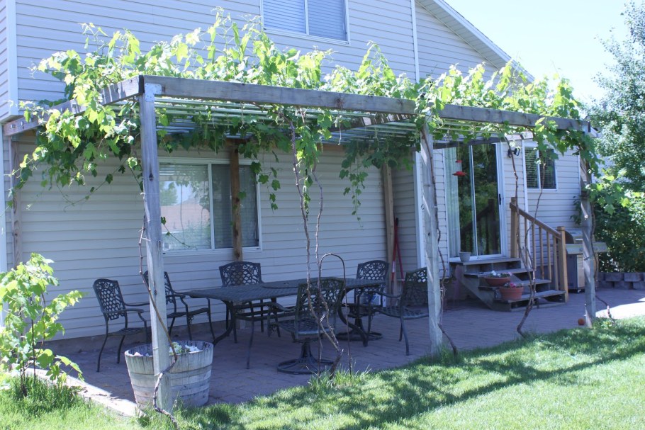 Пергола к дому для винограда