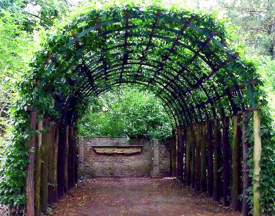 Виноградники на перголе в Италии