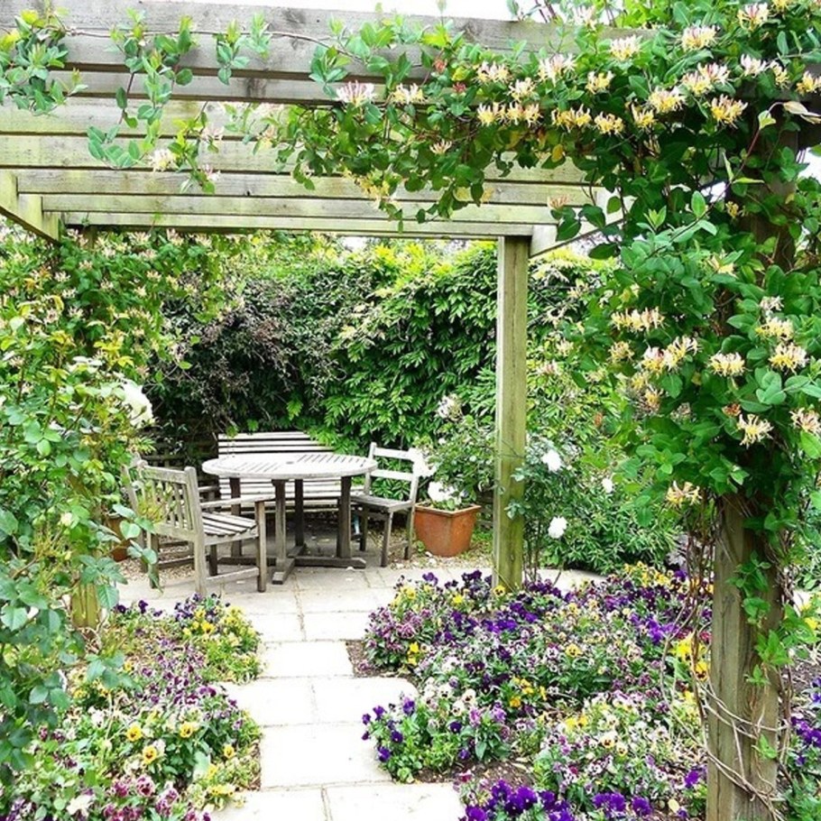 Жимолость каприфоль на беседке