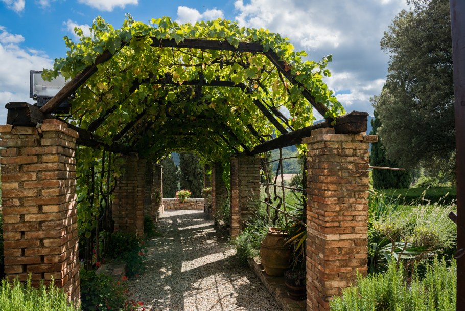 Пергола для актинидии