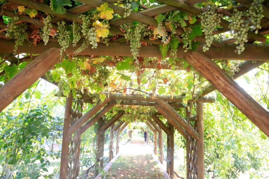Перголы Мадейра виноградники