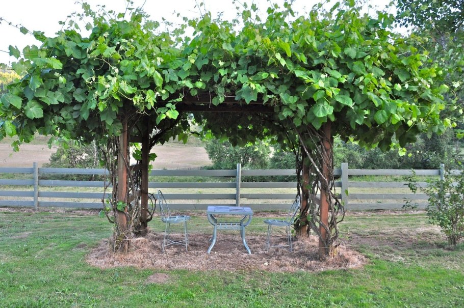 Пергола для актинидии