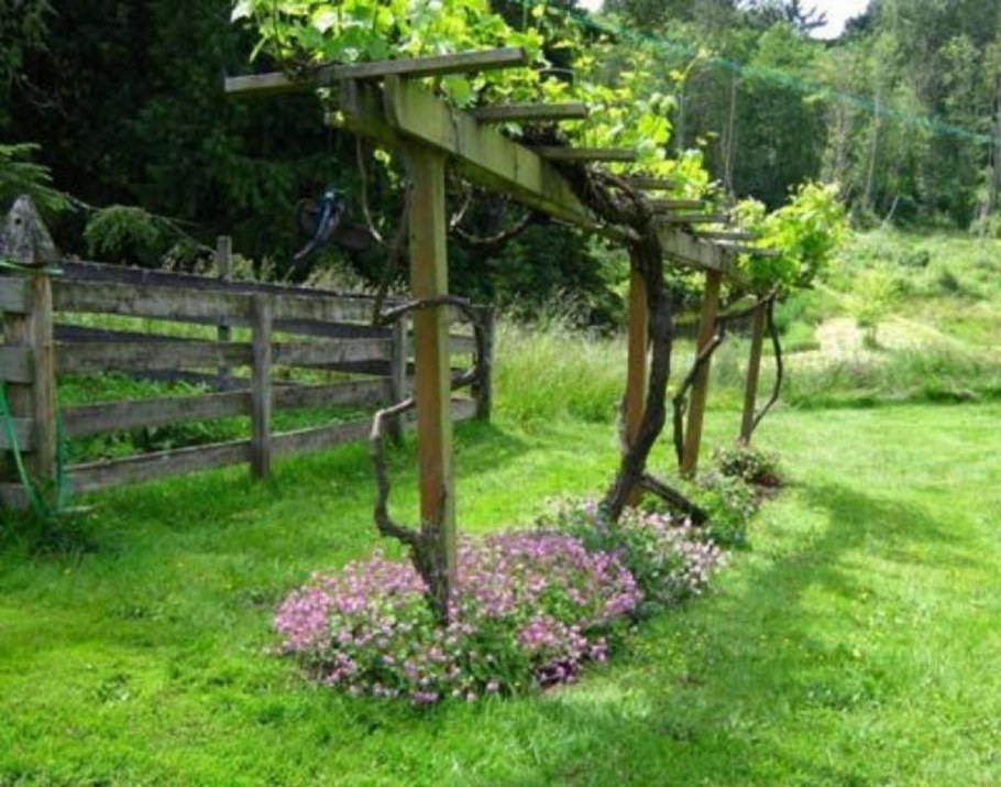 Grape Trellis