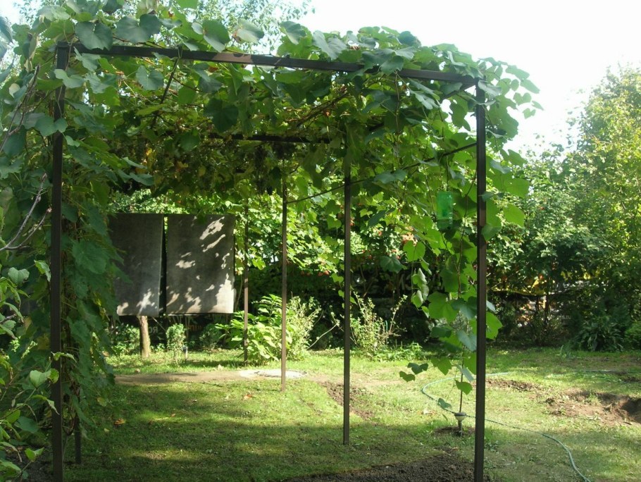 Пергола шпалера актинидия