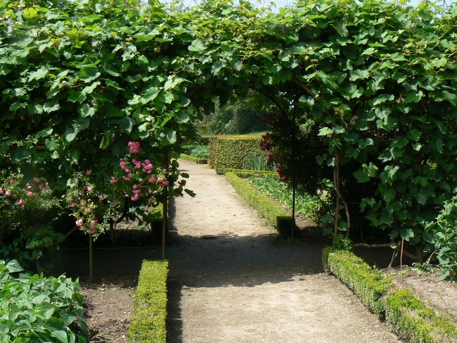 Приусадебный виноградник