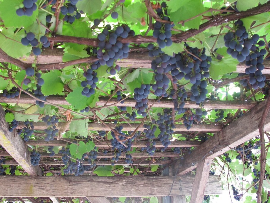 Виноград Изабелла лоза