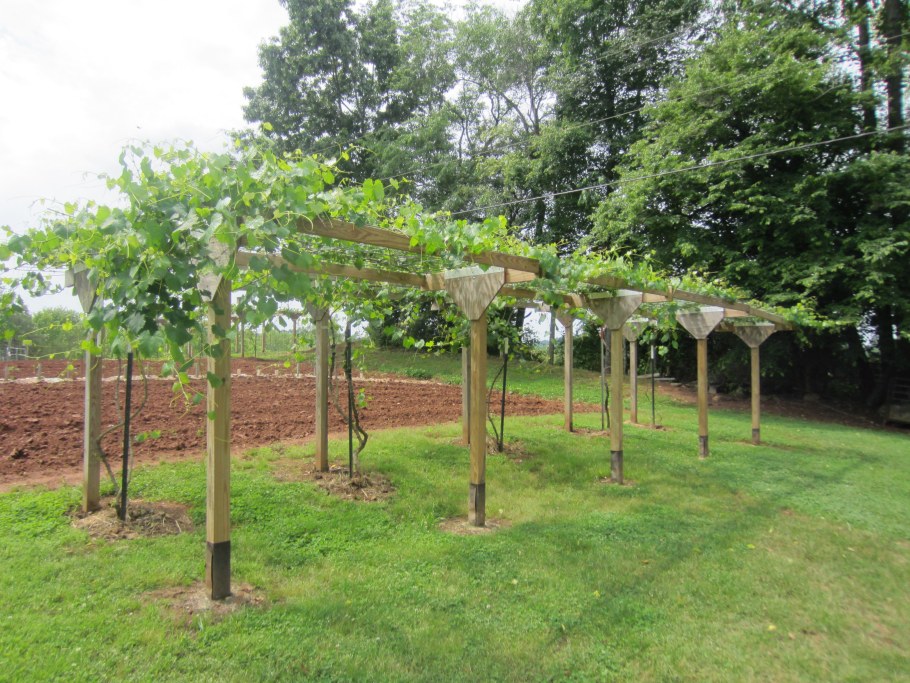 Пергола шпалера актинидия