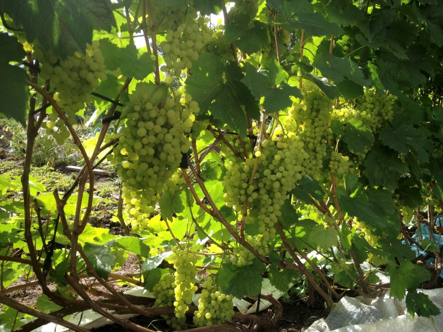 Виноград на садовом участке