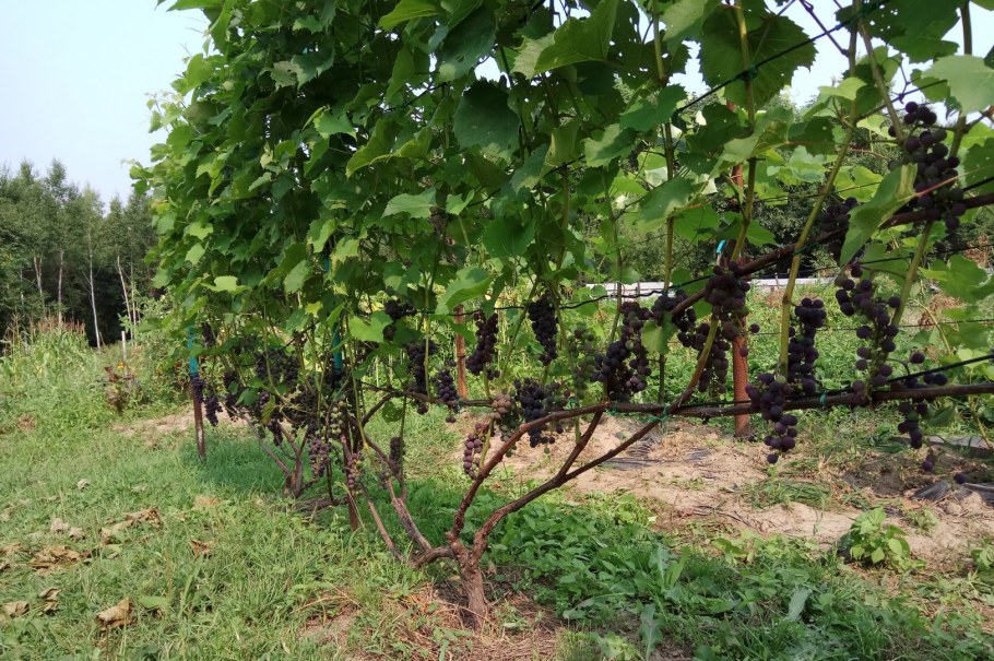 Виноградник на даче в Подмосковье